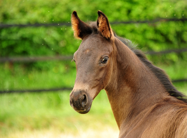 Hengst v. His Moment u.d. Pr.u.StPrSt. Schwalbenlicht v. Imperio -  Foto: Beate Langels - Trakehner Gestt Hmelschenburg