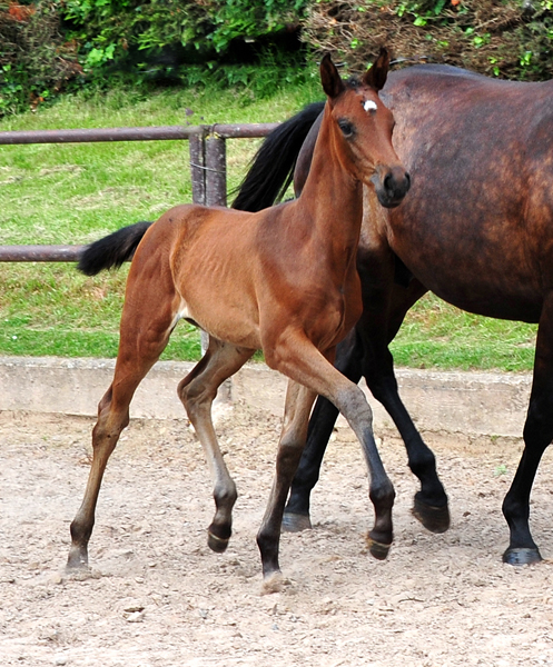 Stutfohlen von His Moment u.d. Valentine v. High Motion -   Foto: Beate Langels - Trakehner Gestt Hmelschenburg