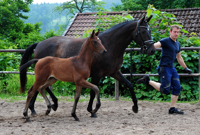 Stutfohlen von His Moment u.d. Valentine v. High Motion -  Foto: Beate Langels - Trakehner Gestt Hmelschenburg