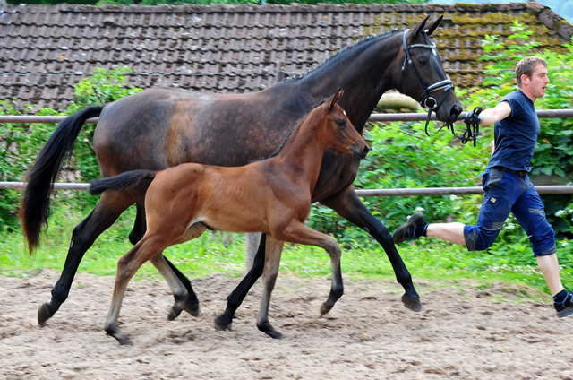 Stutfohlen von His Moment u.d. Valentine v. High Motion -  Foto: Beate Langels - Trakehner Gestt Hmelschenburg