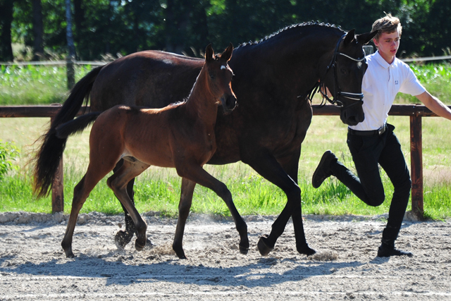 Stutfohlen von His Moment u.d. Valentine v. High Motion -  Foto: Beate Langels - Trakehner Gestt Hmelschenburg