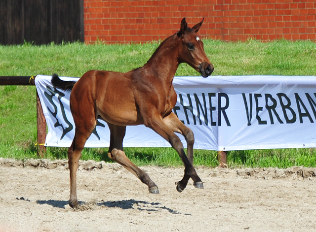 Stutfohlen von His Moment u.d. Valentine v. High Motion -  Foto: Beate Langels - Trakehner Gestt Hmelschenburg