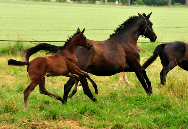 Valentine und ihre Tochter von His Moment - Foto: Beate Langels - Trakehner Gestt Hmelschenburg