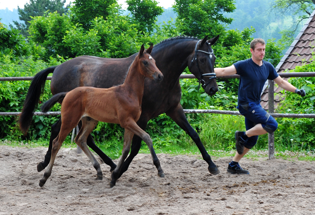 Stutfohlen von His Moment u.d. Valentine v. High Motion -  Foto: Beate Langels - Trakehner Gestt Hmelschenburg