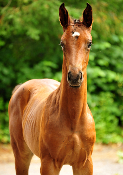 Stutfohlen von His Moment u.d. Valentine v. High Motion -  Foto: Beate Langels - Trakehner Gestt Hmelschenburg