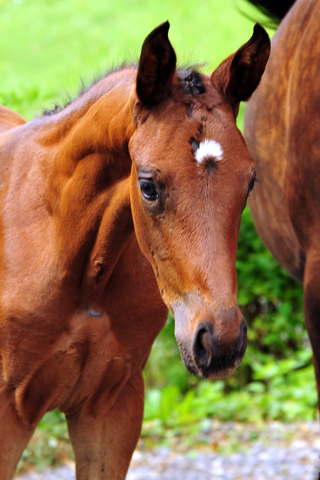 Stutfohlen von His Moment u.d. Valentine v. High Motion -  Foto: Beate Langels - Trakehner Gestt Hmelschenburg