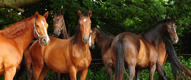 Glory Fire, Schwalbenflocke, Valea und Kaiserglck - Foto: Beate Langels - Trakehner Gestt Hmelschenburg