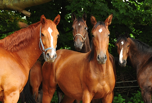 Glory Fire, Schwalbenflocke, Valea und Taluna Foto: Beate Langels - Trakehner Gestt Hmelschenburg