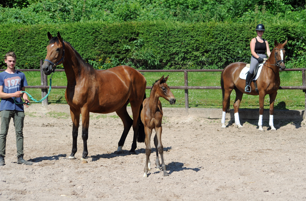 Trgerstute Kalena mit dem Hengstfohlen von Preuen Party u.d. Prmien- u. Staatsprmienstute Kavalou v. Shavalou - Trakehner Gestt Hmelschenburg - Foto: Langels