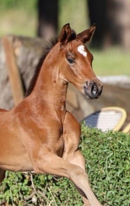 Trakehner von Go Magic u.d. Pr.u.StPrSt. Klassic Motion - Foto: Beate Langels - Trakehner Gest�t H�melschenburg