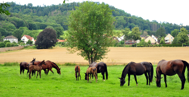 Stuten und Fohlen in den Emmerauen - Foto: Beate Langels - Trakehner Gestt Hmelschenburg