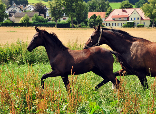 Such a Diva v. San Amour x Totilas in den Emmerauen - Foto: Beate Langels - Trakehner Gestt Hmelschenburg