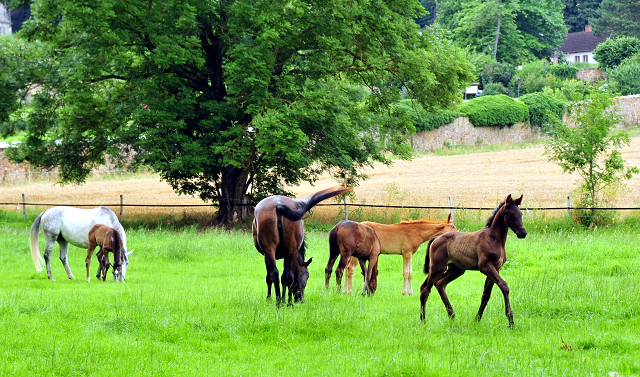 Stuten und Fohlen in den Emmerauen - Foto: Beate Langels - Trakehner Gestt Hmelschenburg