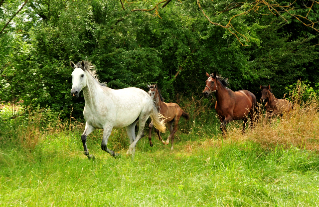 Stuten und Fohlen in den Emmerauen - Foto: Beate Langels - Trakehner Gestt Hmelschenburg