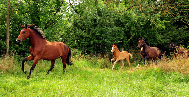 Stuten und Fohlen in den Emmerauen - Foto: Beate Langels - Trakehner Gestt Hmelschenburg