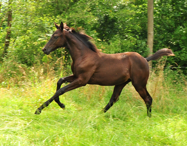 Such a Diva v. San Amour x Totilas in den Emmerauen - Foto: Beate Langels - Trakehner Gestt Hmelschenburg