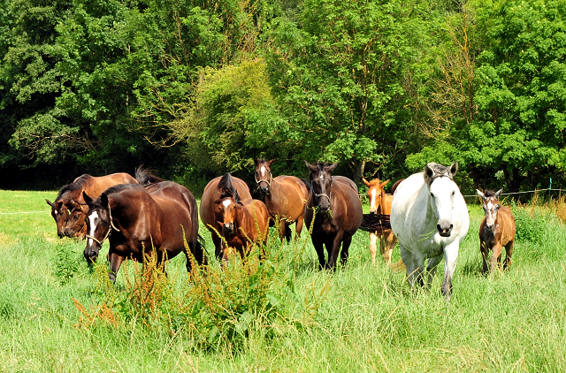 Stuten und Fohlen in den Emmerauen - Foto: Beate Langels - Trakehner Gestt Hmelschenburg