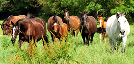 Impressionen vom Juli 2021 - Trakehner Gestt Hmelschenburg  - Foto: Beate Langels