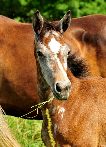 Tea at Five in den Emmerauen - Foto: Beate Langels - Trakehner Gestt Hmelschenburg