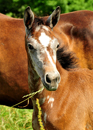 Impressionen vom Juli 2021 - Trakehner Gestt Hmelschenburg  - Foto: Beate Langels