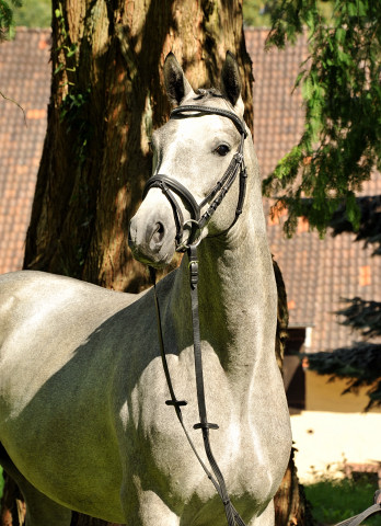 Hengst von Hofrat x Herzzauber, Foto: Beate Langels