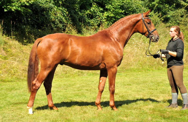 TUDOR v. Iskander - Foto: Beate Langels - Trakehner Gestt Hmelschenburg