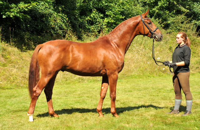 TUDOR v. Iskander - Foto: Beate Langels - Trakehner Gestt Hmelschenburg