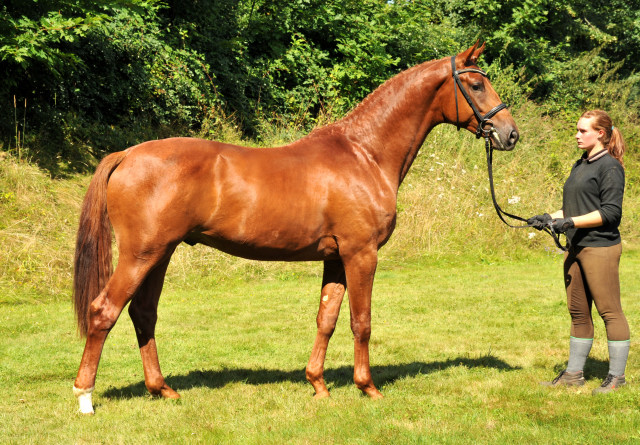 TUDOR v. Iskander - Foto: Beate Langels - Trakehner Gestt Hmelschenburg