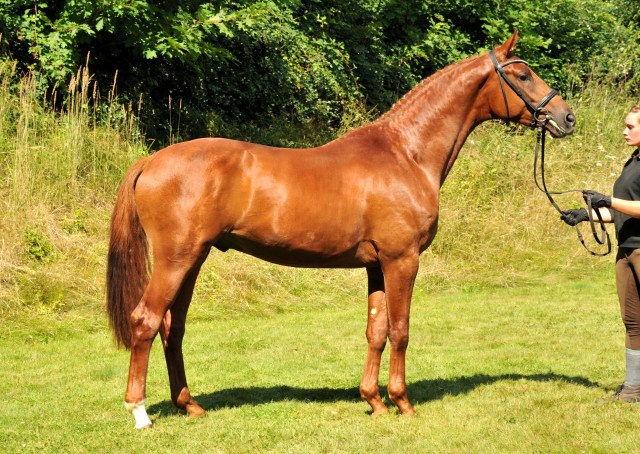 TUDOR v. Iskander - Foto: Beate Langels - Trakehner Gestt Hmelschenburg