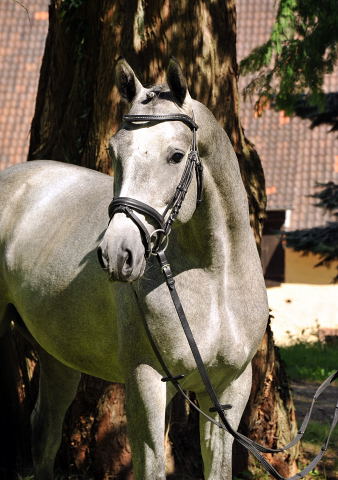 Hengst von Hofrat x Herzzauber, Foto: Beate Langels