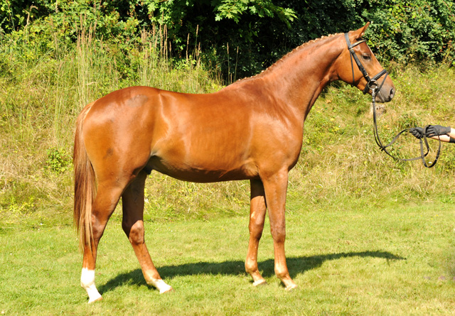 Zweijhriger Hengst von Syriano x Uckermrker - Foto: Beate Langels