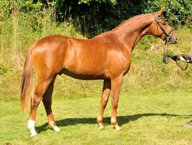 Zweijhriger Hengst von Syriano x Uckermrker - Foto: Beate Langels