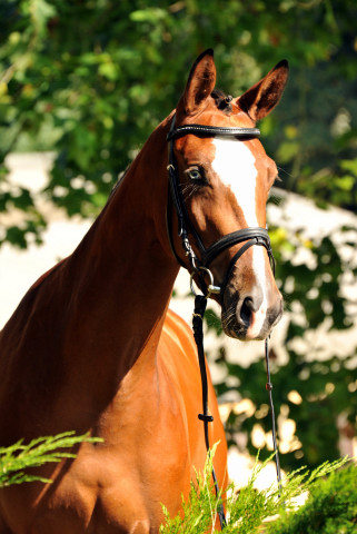 Klassic Blue at the age of 2 years: Trakehner Mare by Singolo out of Pr. a. StPrSt. Klassic by Freudenfest out of Elitemare Kassuben by Enrico Caruso - Gestt Hmelschenburg - Beate Langels