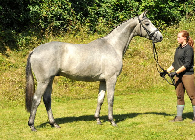 Hengst von Hofrat x Herzzauber, Trakehner Gestt Hmelschenburg - Foto: Beate Langels