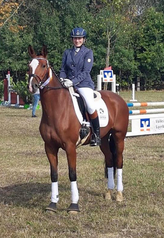Pr.u.StPrSt. KLASSIC BLUE v. Singolo - Zchter: Beate Langels - Trakehner Gestt Hmelschenburg
