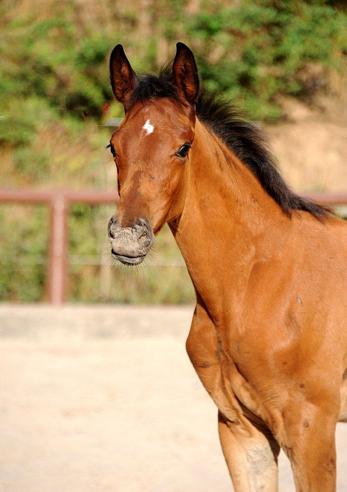 Hengstfohlen v. Schpitzer u.d. Pr.A. Schwalbe's Beauty v. High Motion - Foto: Beate Langels