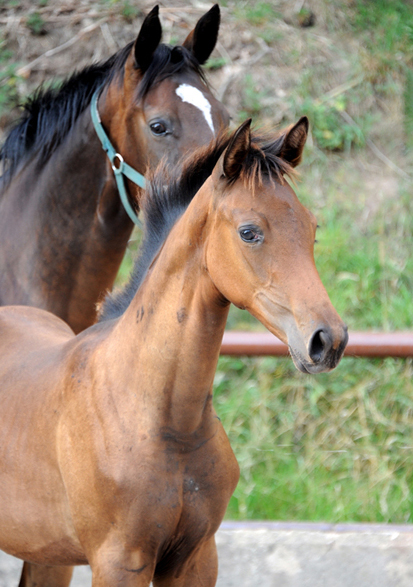 August 2022 - Trakehner Gestt Hmelschenburg  - Foto: Beate Langels