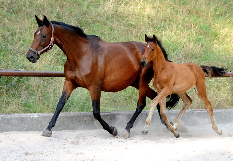 Hengstfohlen v. Schpitzer u.d. Pr.A. Schwalbe's Beauty v. High Motion - Foto: Beate Langels