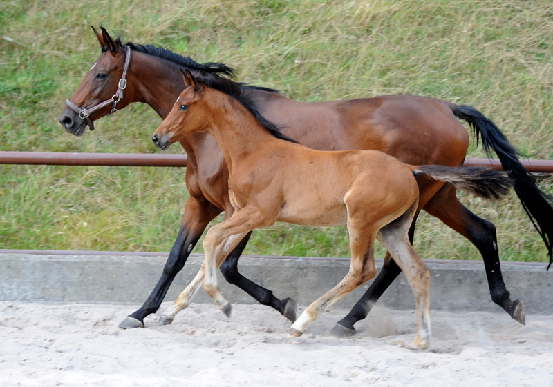 Hengstfohlen v. Schpitzer u.d. Pr.A. Schwalbe's Beauty v. High Motion - Foto: Beate Langels