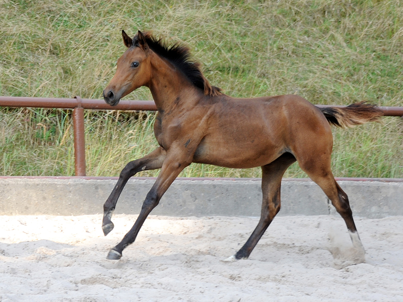 Gabbalina v. Zauberdeyk u.d. Gabbana v. High Motion - Foto: Beate Langels