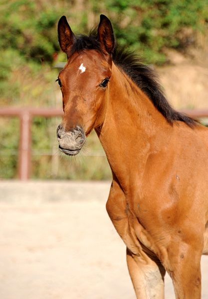 August 2022 - Trakehner Gestt Hmelschenburg  - Foto: Beate Langels