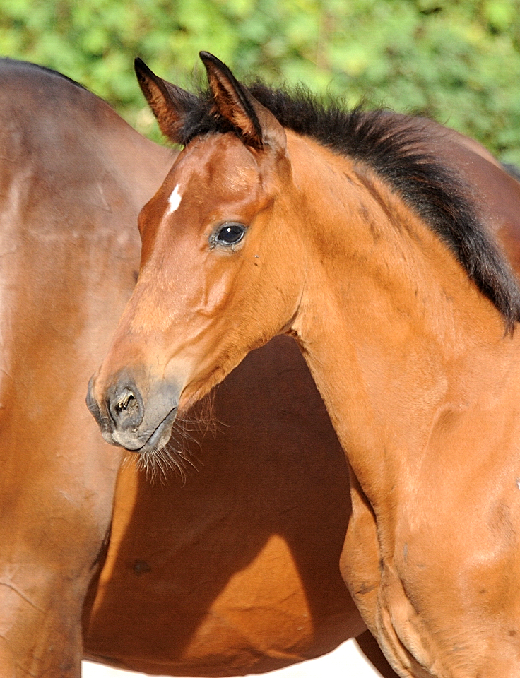 Hengstfohlen v. Schpitzer u.d. Pr.A. Schwalbe's Beauty v. High Motion - Foto: Beate Langels