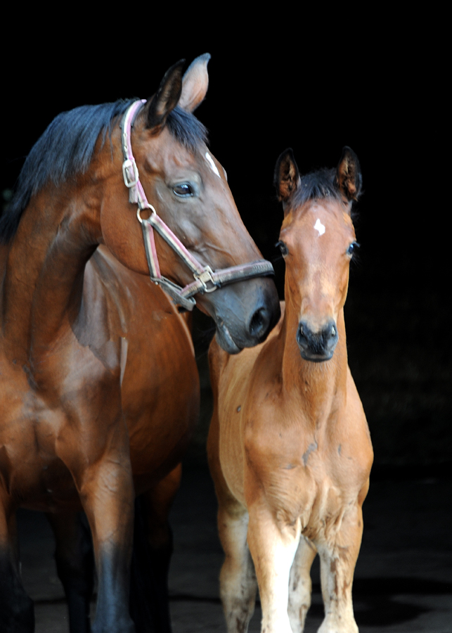 Hengstfohlen v. Schpitzer u.d. Pr.A. Schwalbe's Beauty v. High Motion - Foto: Beate Langels