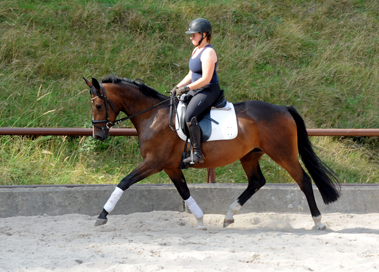 Taluna und GTaluna (3jhrig) - tragend von Zauberdeyk<p>eorgia - leicht angeritten am 26.08.2022 - 
Foto: Beate Langels