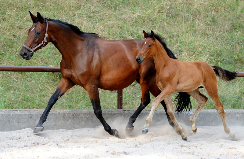 Hengstfohlen v. Schpitzer u.d. Pr.A. Schwalbe's Beauty v. High Motion - Foto: Beate Langels