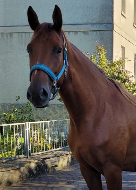 Klassic's Zauberei - 3jhrig  - Foto: Privat - Trakehner Gestt Hmelschenburg