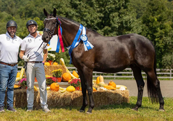 Trakehner Filly by Schwarzgold out of Pr.a. StPrSt. Tacyra
by Saint Cyr - Gestt Hmelschenburg - Beate Langels