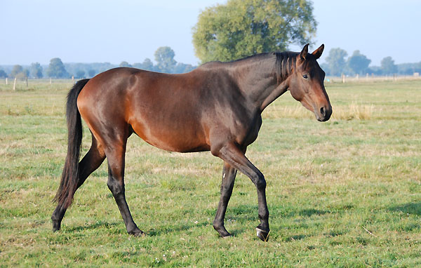 Dreijhrige Stute von Summertime u.d. Kadina v. Kostolany - Trakehner Gestt Hmelschenburg - Foto: Ellen Hnoch