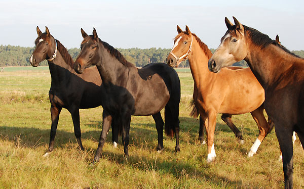 2jhrige Trakehner Stuten - Schwalbenmagie, Vitalia, Kavalou u. Teatime - Trakehner Gestt Hmelschenburg - Foto: Ellen Hnoch