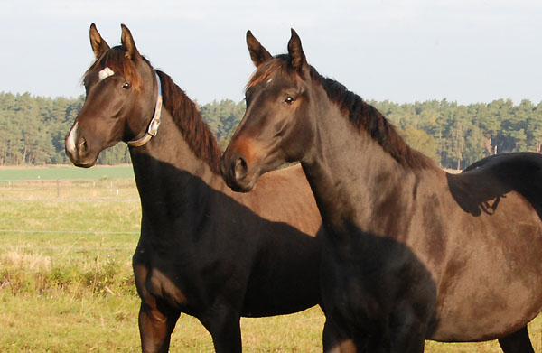 Trakehner Stuten Schwalbenmagie und Vitalia - Trakehner Gestt Hmelschenburg - Foto: Ellen Hnoch